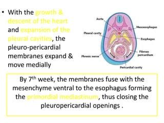 Body Cavities Primitive Mesenteries And Diaphragm Pdf