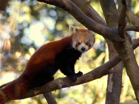 Red Panda tracking tour in Nepal | Responsible Travel