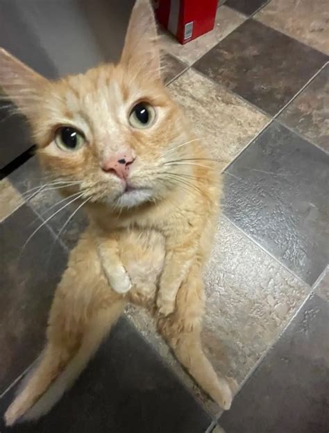 An Orange Cat Sitting On Top Of A Tiled Floor