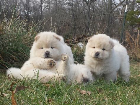 Twilight Chows In Tennessee Chow Chow Puppies Good Dog