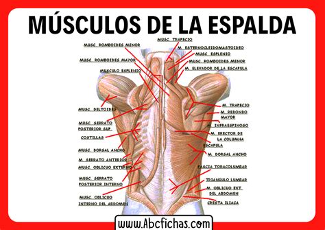 Nombres De Los Musculos De La Espalda Abc Fichas