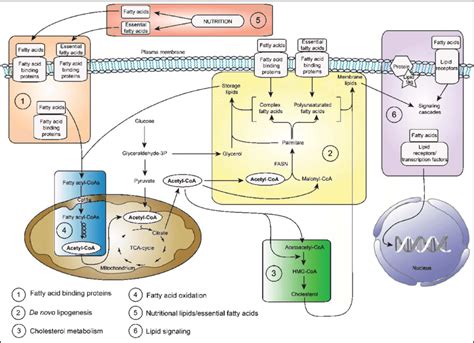 A Simplified Scheme Of The Major Lipid Metabolic Pathways In Nspcs