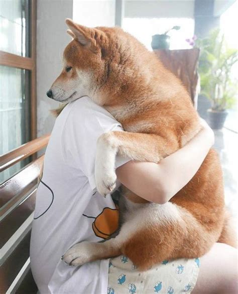 11 Overwhelming Moments Of Love Only Shiba Can Understand Sonderlives