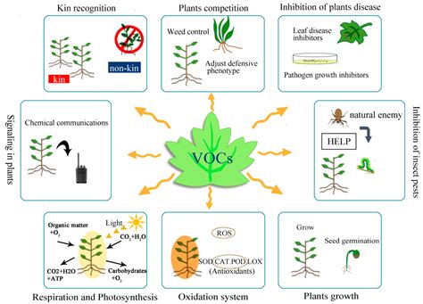 Horticulturae Free Full Text Research Advances In Allelopathy Of