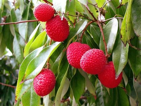 What Does Lychee Taste Like Lychee Benefits