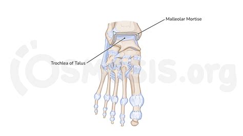 Trochlea Of The Talus