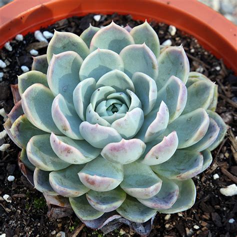 Echeveria Kenthurst Succulents