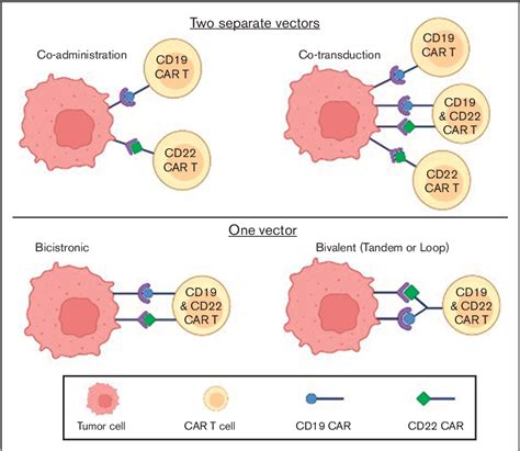 Figure 1 From Chimeric Antigen Receptor T Cell Therapy For Adult B Cell Acute Lymphoblastic