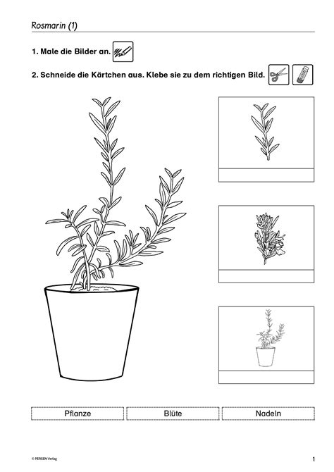 Grundschule Unterrichtsmaterial Sachunterricht Natur Und Leben Rosmarin