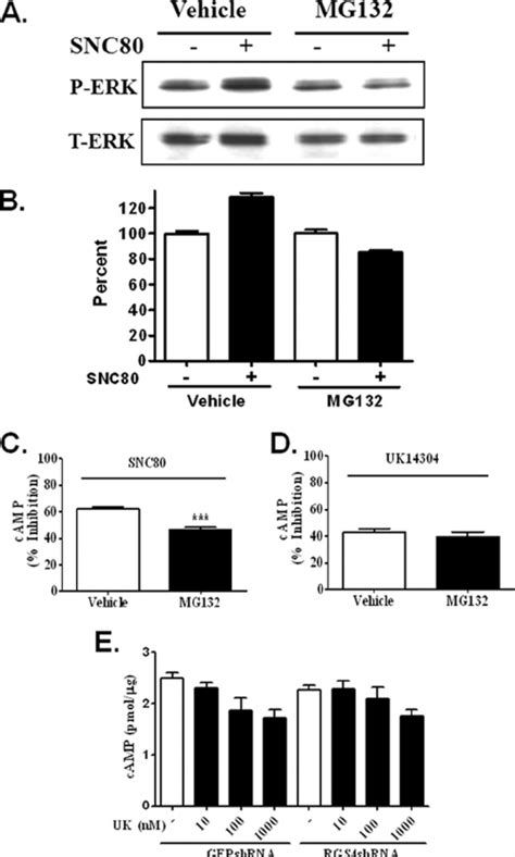 Effect Of Proteasome Inhibition On Snc Stimulation Of Mapk And