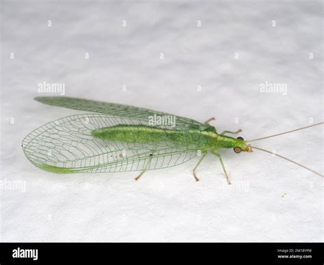 Green Lacewing From Chrysoperla Carnea Group Possibly Chrysoperla