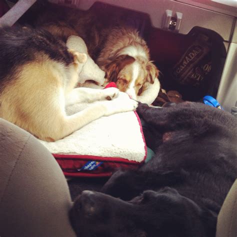 How many dogs is too many? | The Canadian Travel Diaries