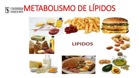 Metabolismos De L Pidos Cinthia Lucero Rafael Delgado Udocz