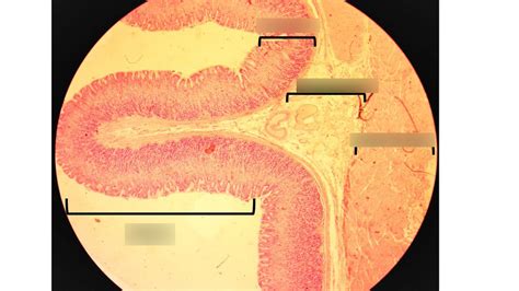 Microscope of Stomach Diagram | Quizlet