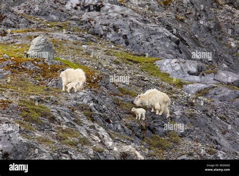 Female Goats Hi Res Stock Photography And Images Alamy