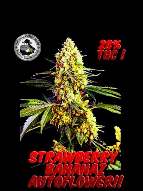 Strawberry Banana Auto Cannabis Seeds