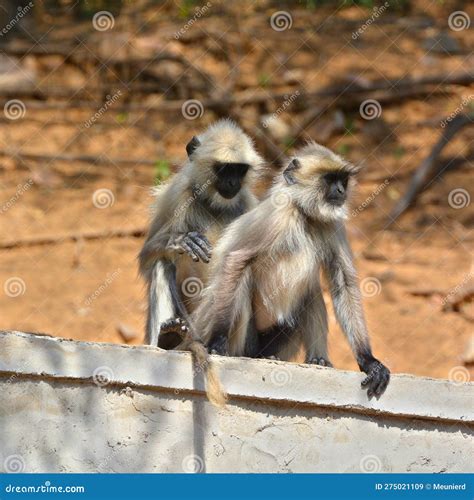 Gray Langurs Also Called Hanuman Langurs And Hanuman Monkeys Stock