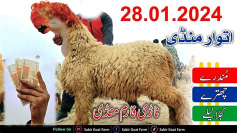 Bakra Eid Mandi 2024 28 Tarikh Pakistan Mandi 2024 15 Hajar Sasta