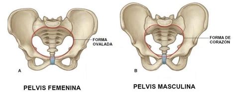 Anatom A De La Pelvis Femenina Y Masculina Suelo P Lvico Y Diferencias