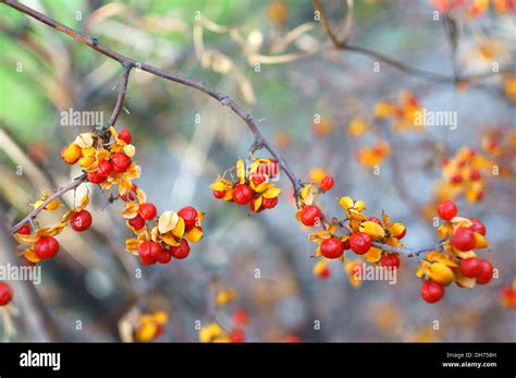 Chinese Bittersweet Oriental Bittersweet autumn fruits berries close up Celastrus orbiculatus ...