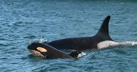 Researchers celebrate birth of orca to endangered southern resident ...