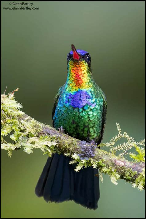 Fiery-throated Hummingbird | Focusing on Wildlife