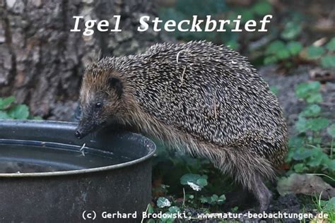 Igel Steckbrief Feinde Lebensraum Gr E Nahrung Alter Natur