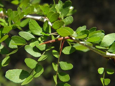 Gleditsia Aquatica Water Locust Jason Sharp Green Swamp Flickr