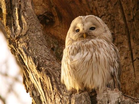 フクロウの写真北海道写真集 フクロウ 写真 フクロウ 動物