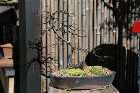 Salix Willow Bonsai South Nursery