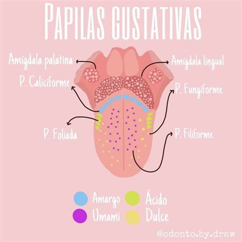 Papilas Gustativas Escuela De Higiene Dental Anestesia En