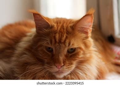 Portrait Ginger Maine Coon Cat Named Stock Photo Shutterstock