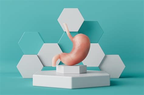 Premium Photo Human Stomach Anatomy Internal Organ On A Podium 3d