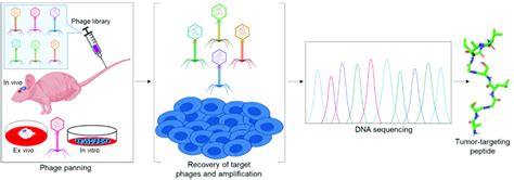 Schematic Representation Of Phage Display In Vivo Ex Vivo And In