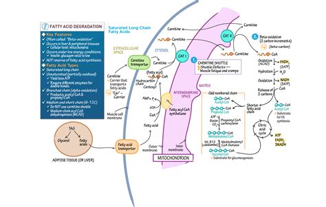 Biochemistry Fatty Acid Degradation Mcat Ditki Medical And Biological Sciences