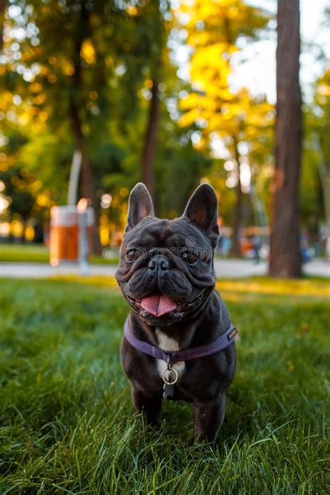 Smart Thoroughbred French Bulldog Obeyed The Command To Sit In The Park