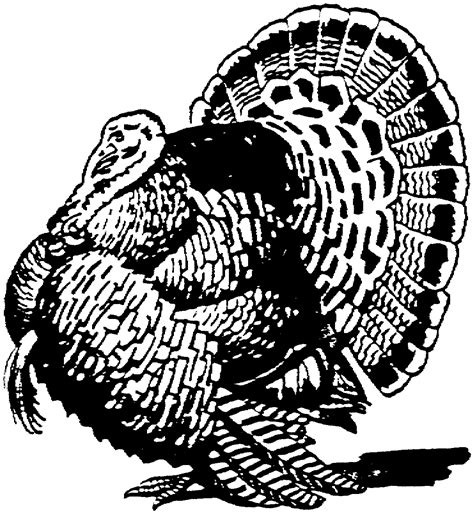 Turkey Black And White Wild Turkey Black And White Clipart Wikiclipart