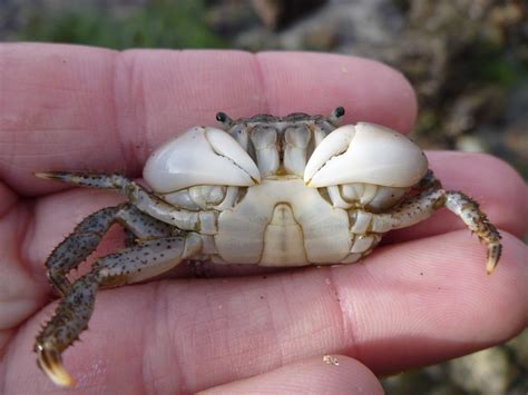 Yellow Shore Crab Marine Species Of Crab Cove Alameda Ca · Inaturalist