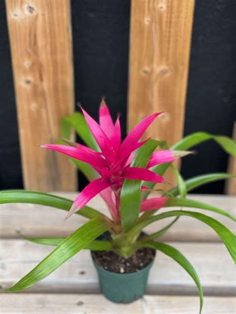 4 Pink Bromeliad Flowers Talk Tivoli