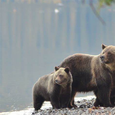 Backcountry Trail Users Grizzly Bear Outreach Project Aware Whistler