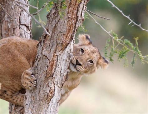 Beautiful wild cat family (17 pics) - Izismile.com