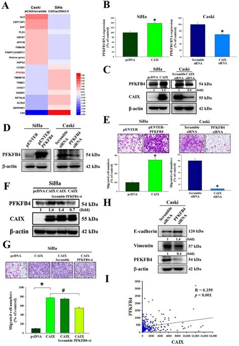 The Mekraferk Signaling Pathways Are Crucial For Caix Induced Cell