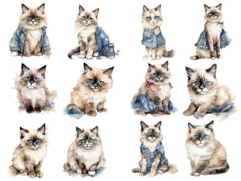 Watercolor Ragdolls Cats Clipart PNG Digital Images Transparent