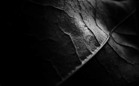 Black Leaves Wallpapers Top Free Black Leaves Backgrounds Wallpaperaccess