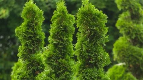 Beautiful Arborvitae Landscaping Ideas