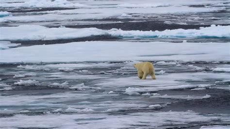 Polar Climat With Animals Stock Video Footage - 4K and HD Video Clips ...