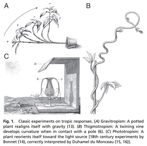 Thigmotropism Diagram