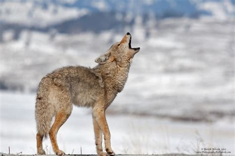 The Howler ~ Calling for it's mate, a coyote howls in the Lamar Valley ...