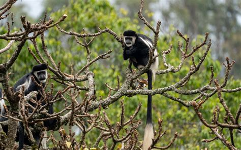 Colobus Monkey Trekking In Nyungwe Forest The African Encounters