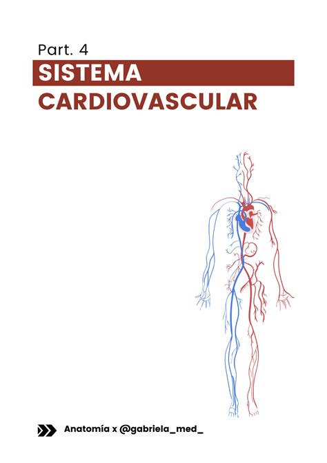 SOLUTION Sistema Cardiovascular Studypool